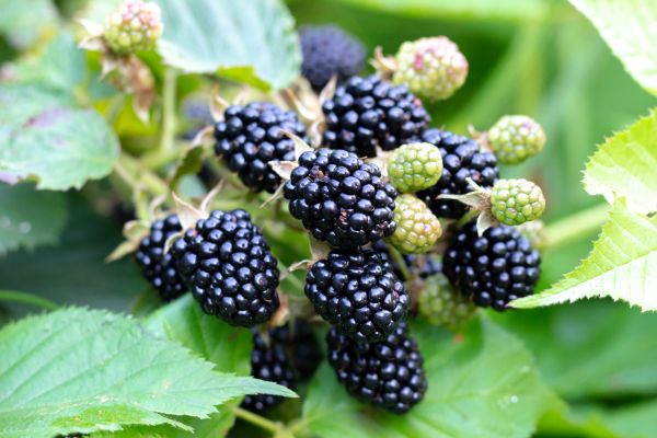Blackberry Bush Removal in Salem