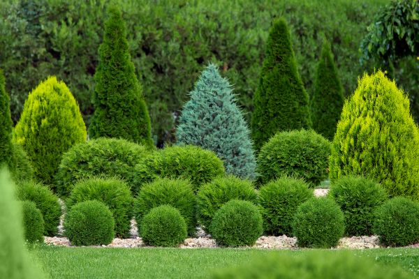 Bush Shaping Service in Salem