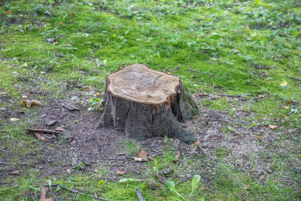 Bush Stump Removal in Salem