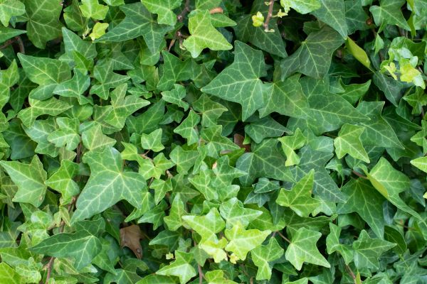 English Ivy Removal in Salem