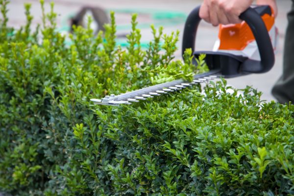 Hedge Pruning in Salem