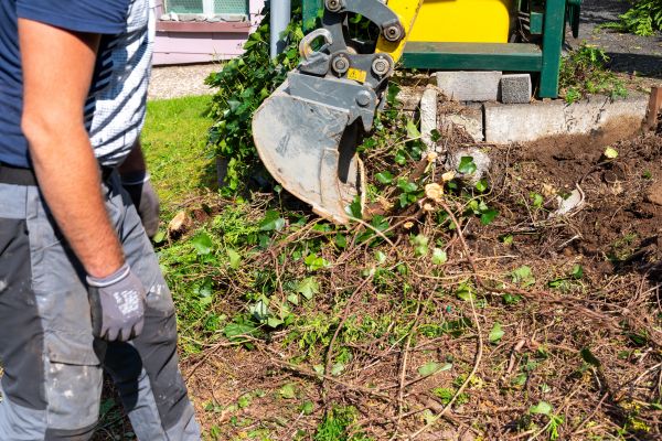 Hedge Removal Service in Salem