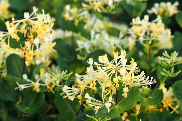 Honeysuckle Removal in Salem