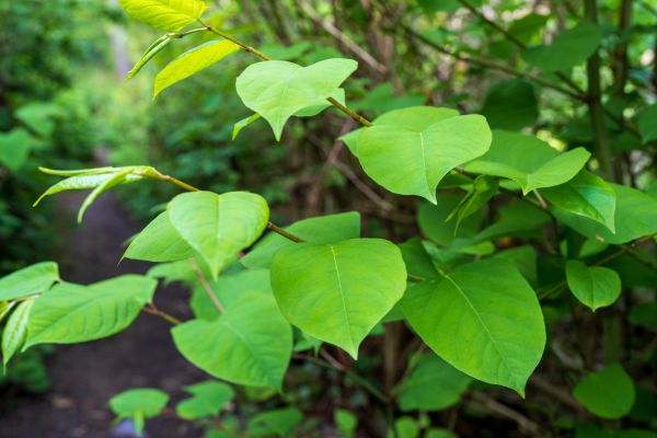 Invasive Plant Removal in Salem
