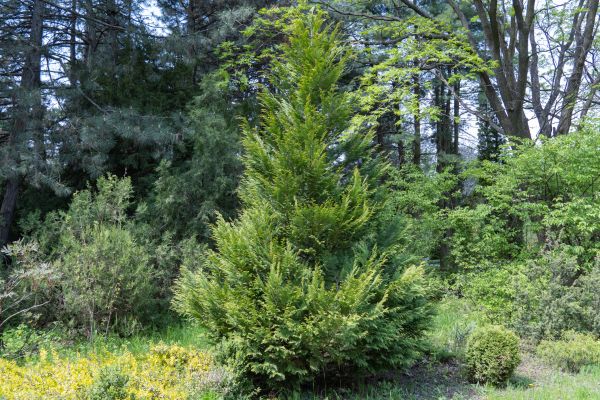 Juniper Pruning in Salem