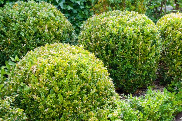 Landscape Trimming Service in Salem