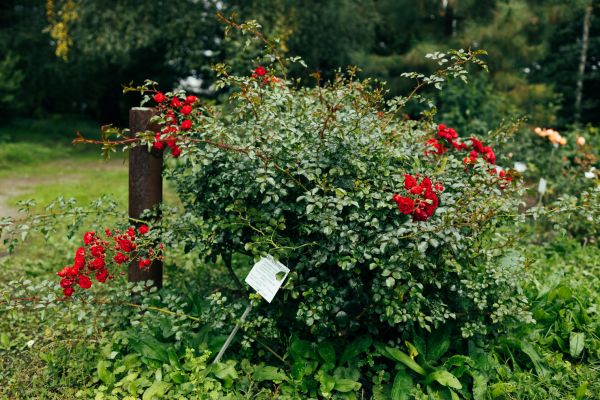 Rose Bush Removal in Salem