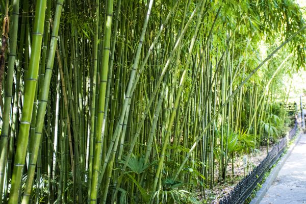 Bamboo Root Removal in Salem