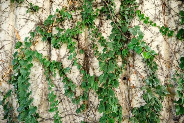 Vine Removal Service in Salem
