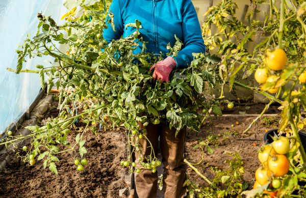 Garden Plant Removal in Salem