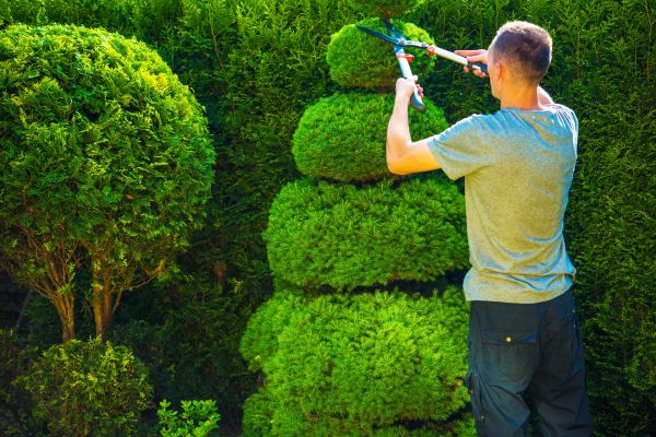 Topiary Shaping in Salem