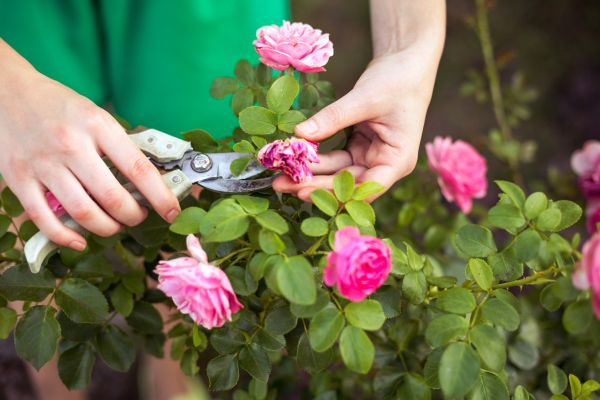 Rose Shearing in Salem