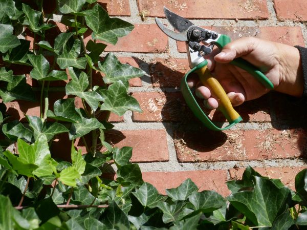 Ivy Removal Service in Salem