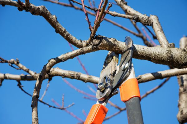 Selective Pruning in Salem