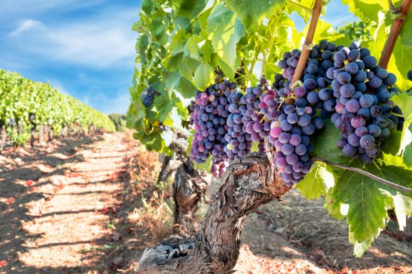 Cost of Grapevine Pruning in Salem