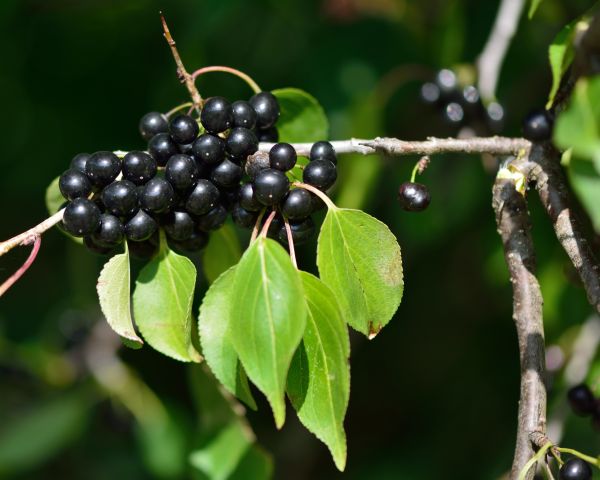Buckthorn Removal in Salem