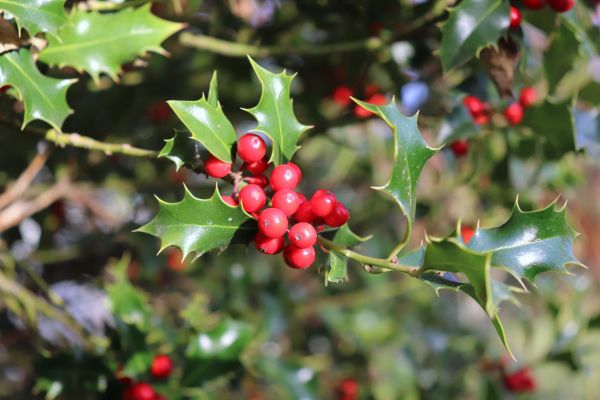 Holly Tree Trimming in Salem