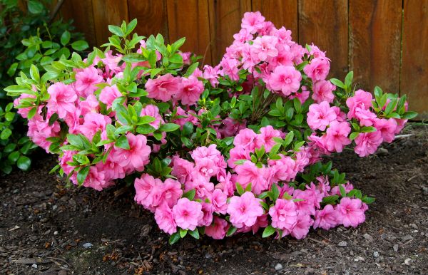 Azaleas Removal in Salem