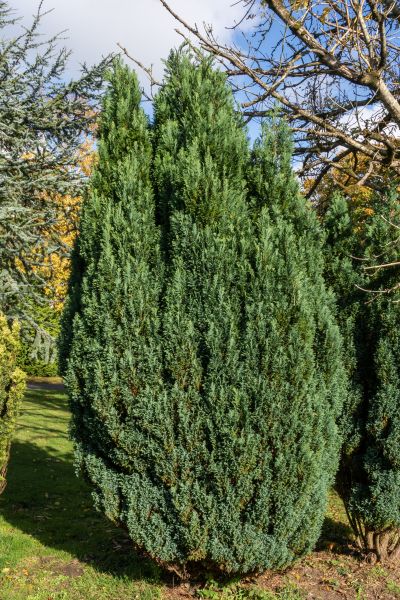 Juniper Trimming in Salem