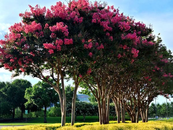 Cost of Crepe Myrtle Pruning in Salem