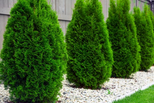 Arborvitae Pruning in Salem