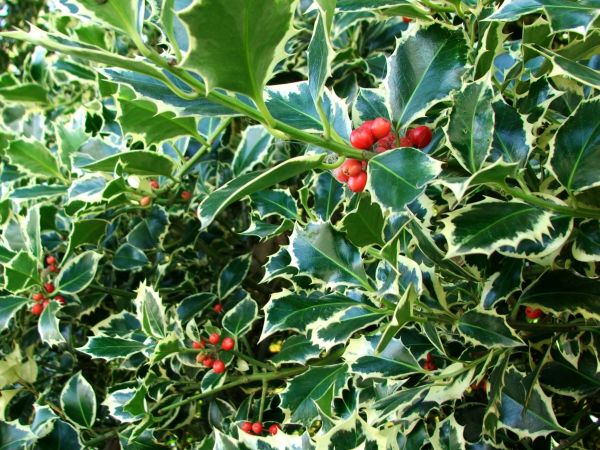 Holly Bushes Trimming in Salem