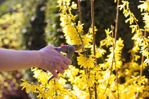 Forsythia Pruning in Salem