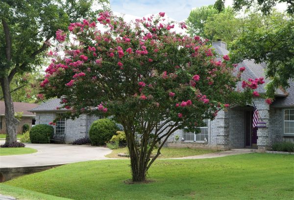 Crepe Myrtle Trimming in Salem