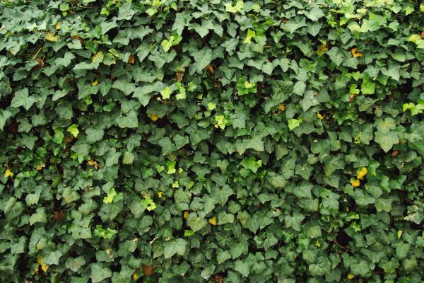 Ivy Pruning service in Salem