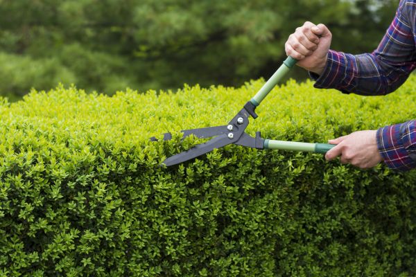 Evergreen Shrub Pruning in Salem
