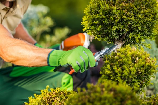 Landscape Pruning Service in Salem