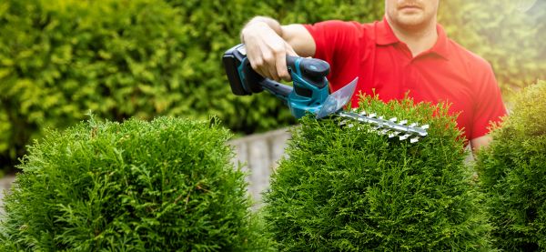 Hedge Shaping Service in Salem
