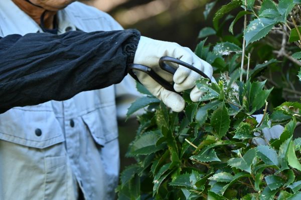 Holly Pruning in Salem