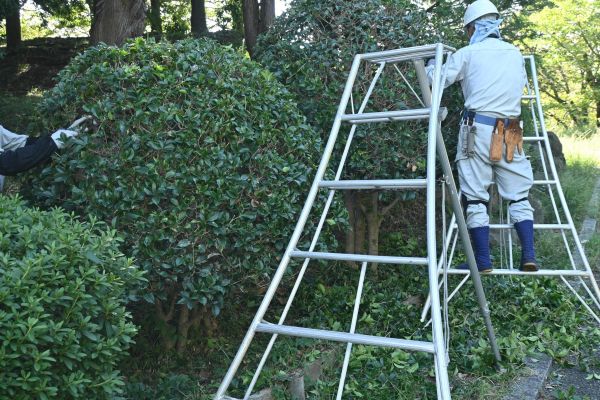 Holly Shaping in Salem