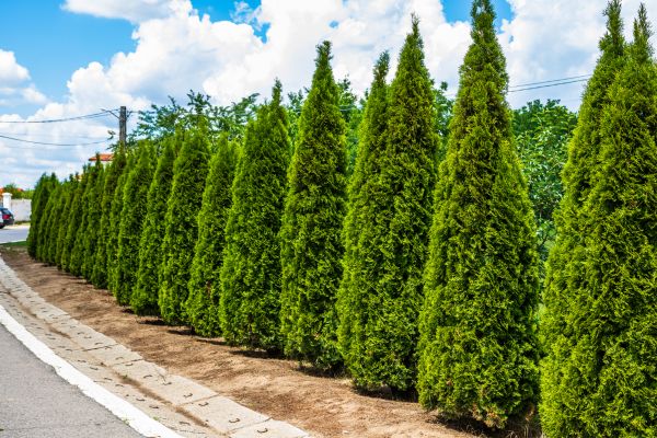 Arborvitae Shearing in Salem