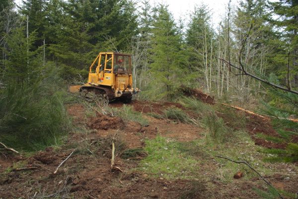 Shrubbery Clearing in Salem
