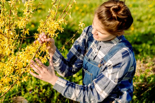 Forsythia Trimming in Salem