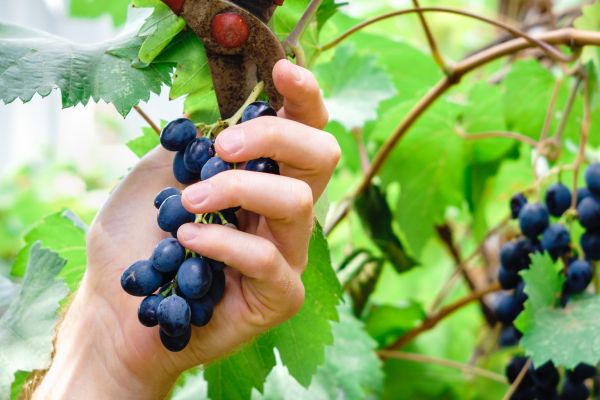 Vineyard Pruning in Salem