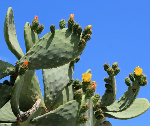 Cactus Removal in Salem