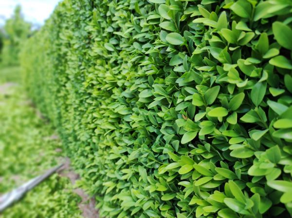 Cost of Boxwood Pruning in Salem