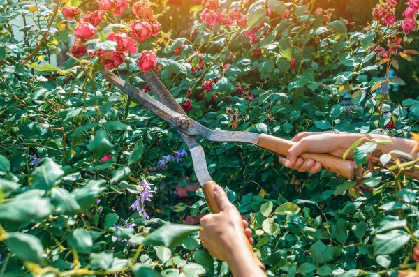 Knockout Roses Pruning in Salem