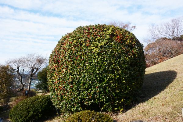 Holly Shrub Pruning in Salem
