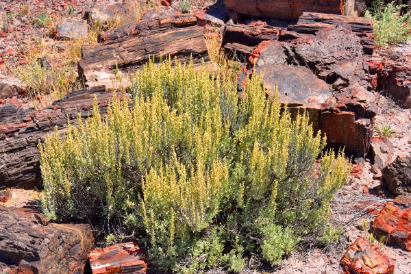 Sagebrush Removal in Salem