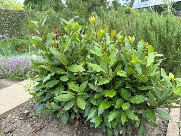 Laurel Hedge Trimming in Salem