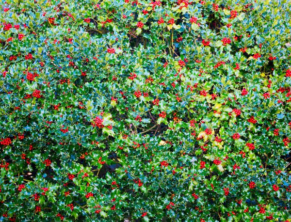 Holly Bush Removal in Salem