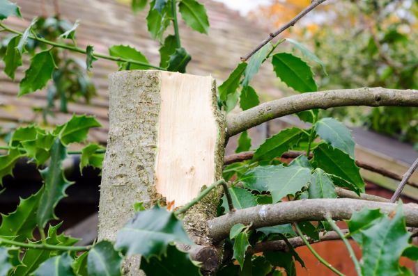 Holly Tree Removal in Salem
