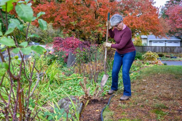 Dead Bush Removal in Salem