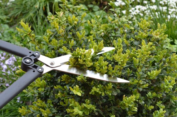 Cost of Boxwood Trimming in Salem
