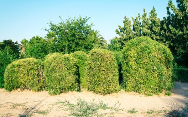 Bamboo Hedge Removal in Salem