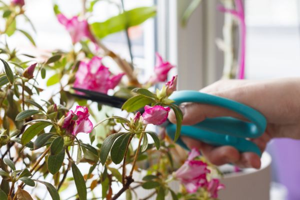 Azalea Pruning in Salem